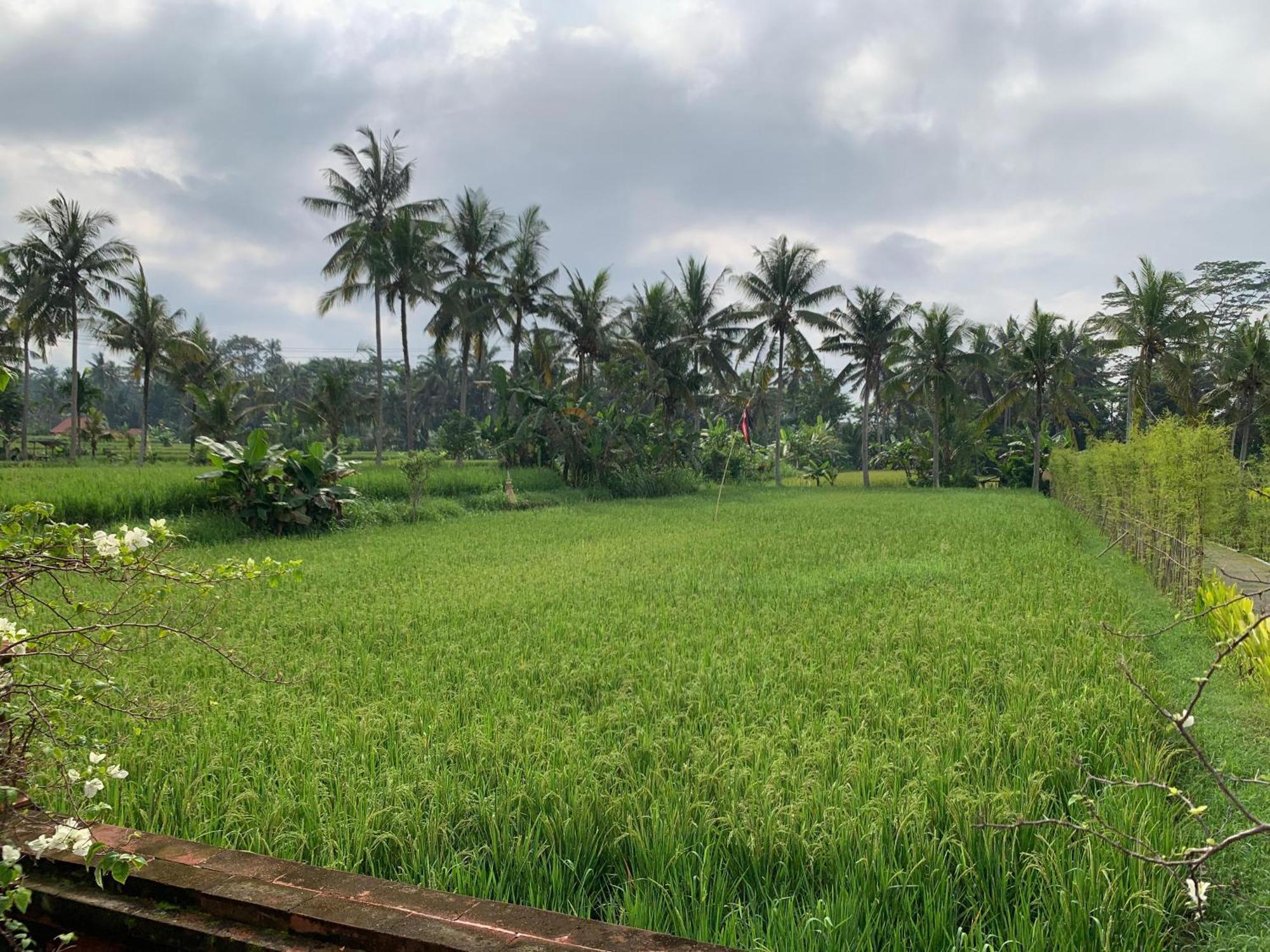 Adi Laxmi Villa Ubud Exteriér fotografie