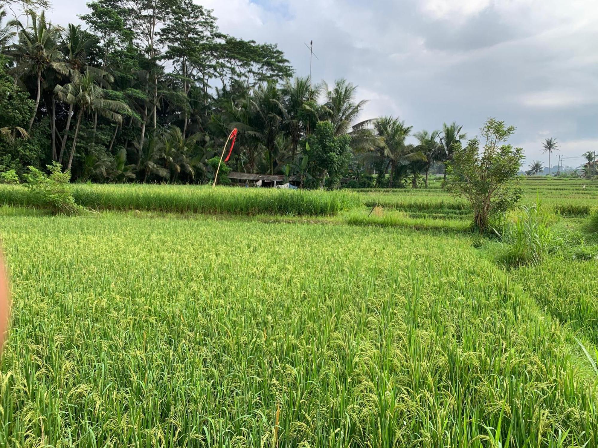 Adi Laxmi Villa Ubud Exteriér fotografie