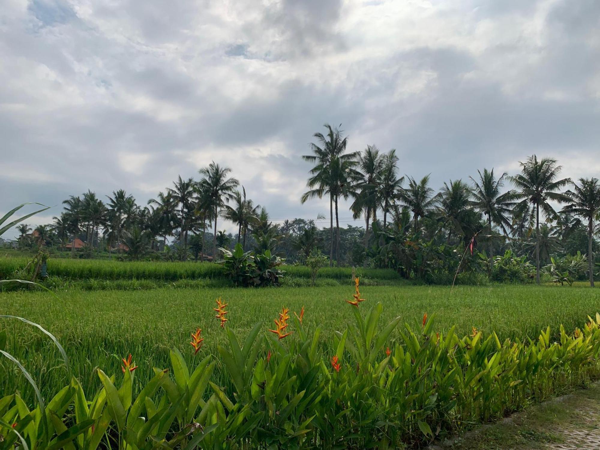 Adi Laxmi Villa Ubud Exteriér fotografie